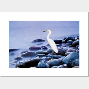 Snowy Egret on the Rocks Posters and Art